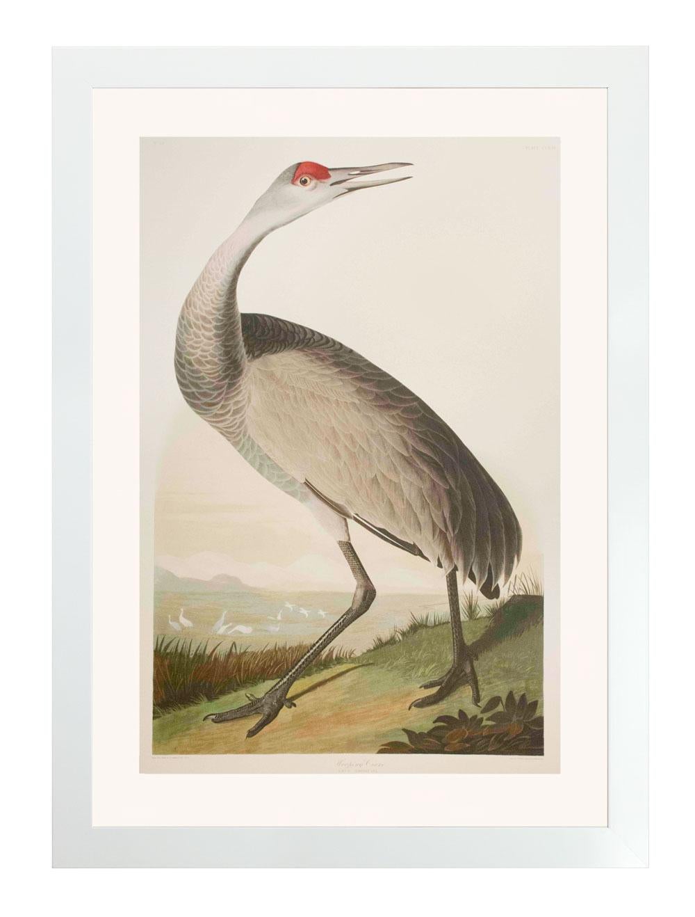 After John James Audubon Print - Hooping Crane, Edition Pl. 261