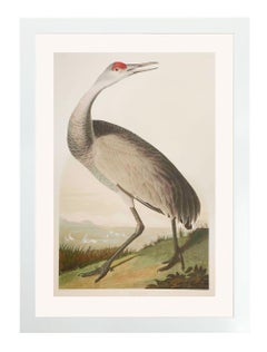 Hooping Crane, Edition Pl. 261