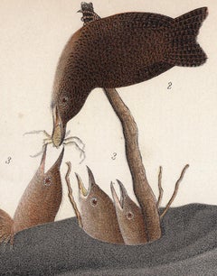 House Wren; Plate 45