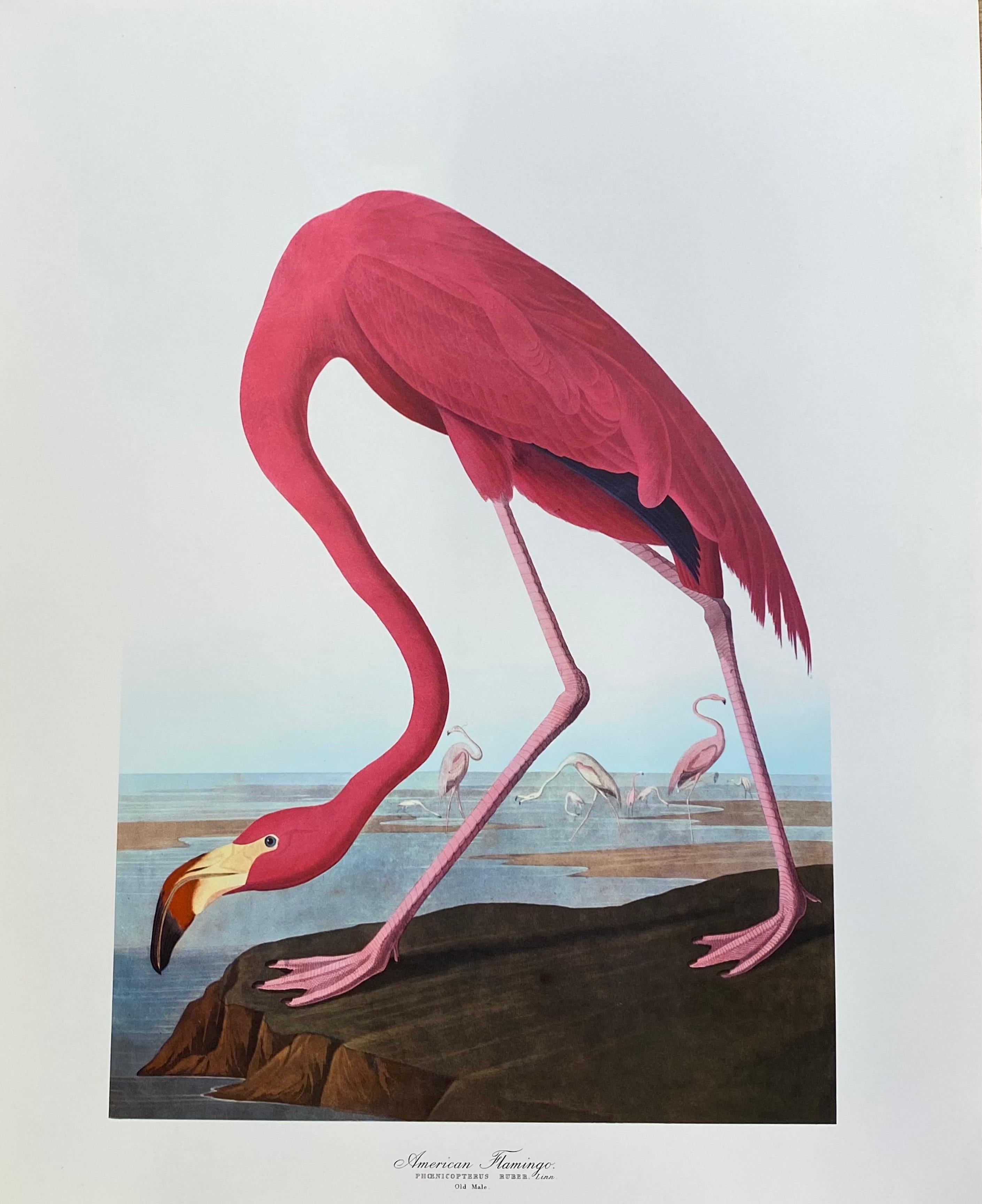 Large Classical Bird Colour Print after John James Audubon Baltimore
