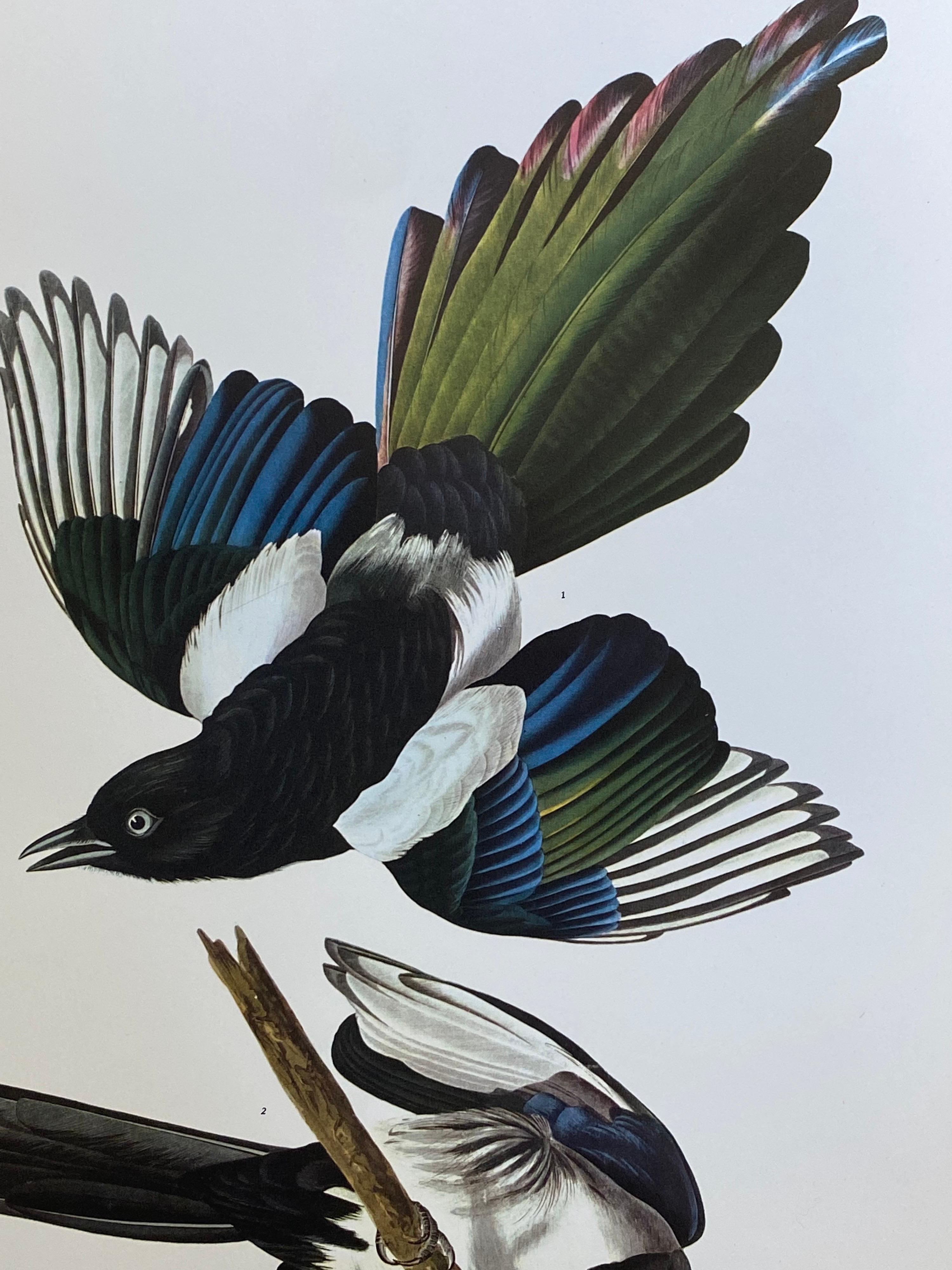 Grand imprimé classique en couleur oiseau d'après John James Audubon - American Magpie  - Print de After John James Audubon