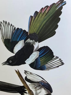 Large Classical Bird Color Print after John James Audubon - American Magpie