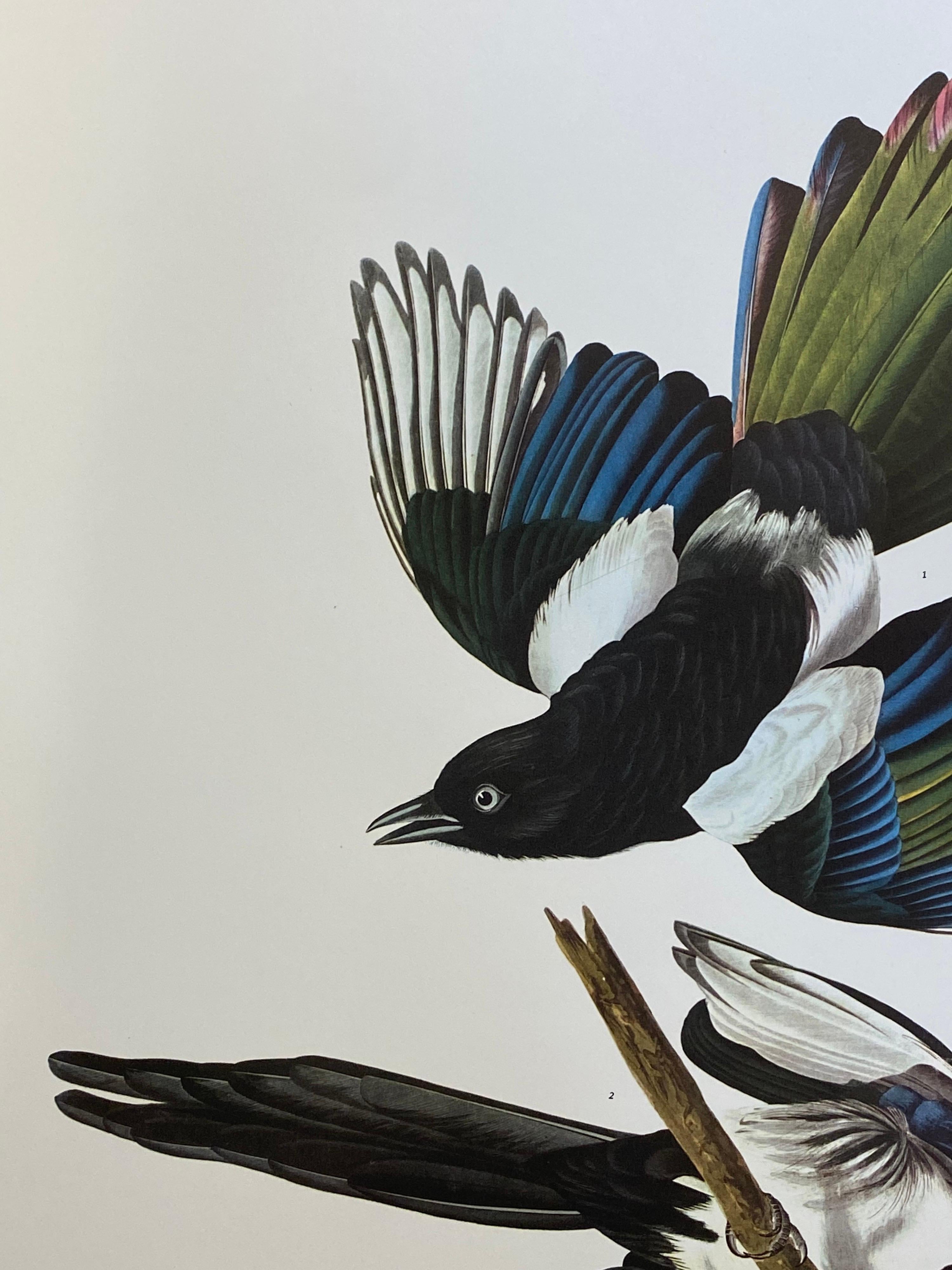 Grand imprimé classique en couleur oiseau d'après John James Audubon - American Magpie  - Victorien Print par After John James Audubon