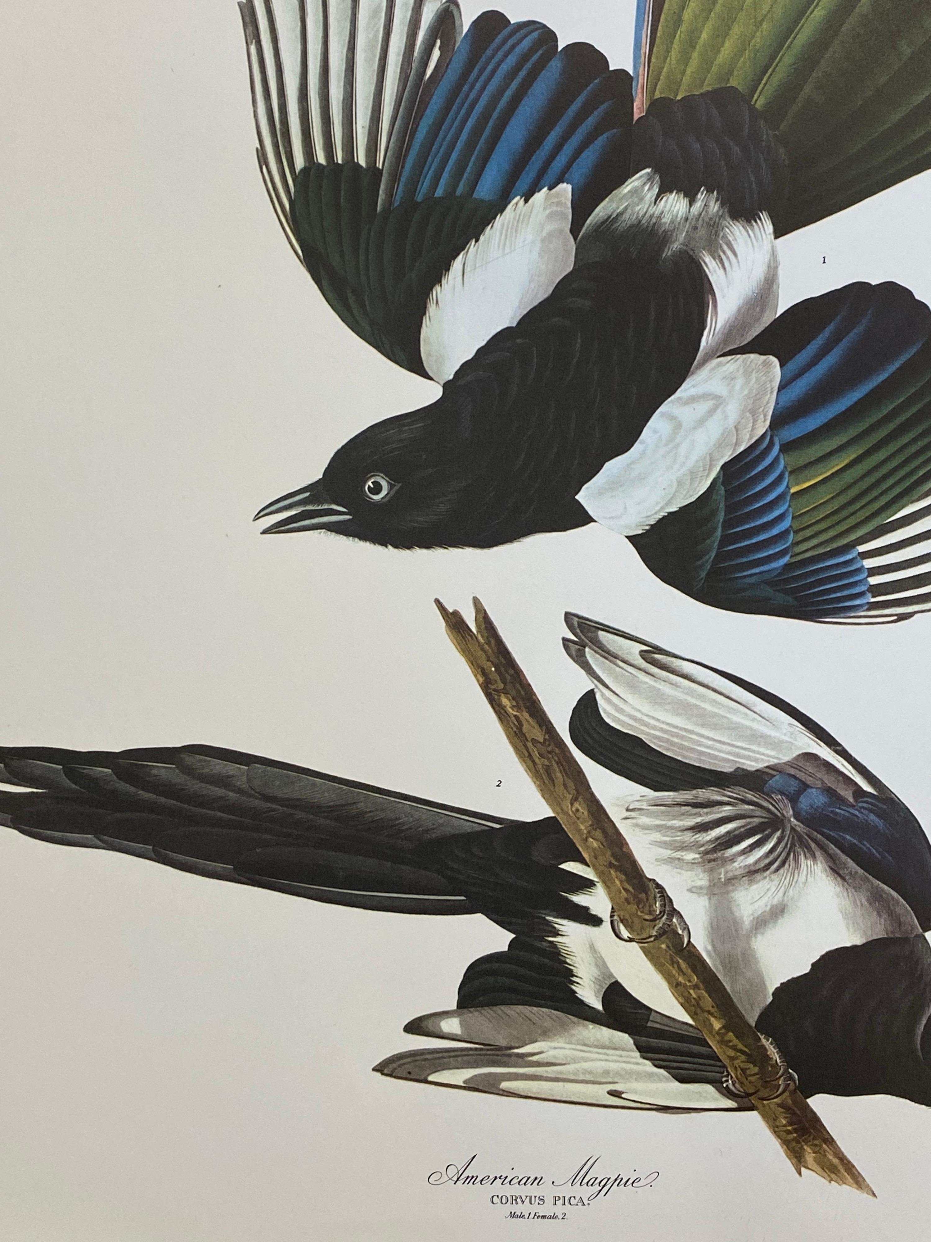 Grand imprimé classique en couleur oiseau d'après John James Audubon - American Magpie  - Gris Landscape Print par After John James Audubon
