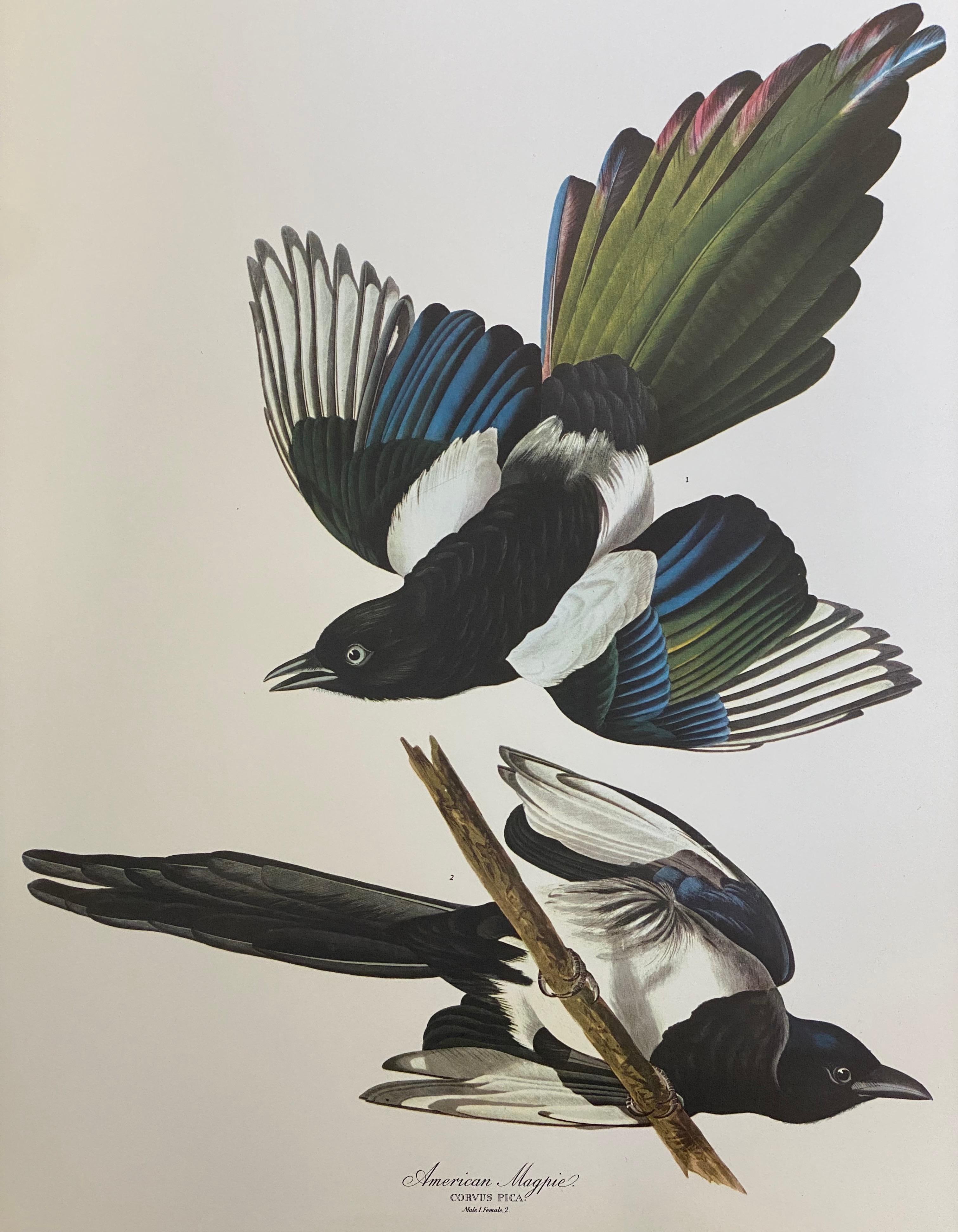 Grand imprimé classique en couleur oiseau d'après John James Audubon - American Magpie 