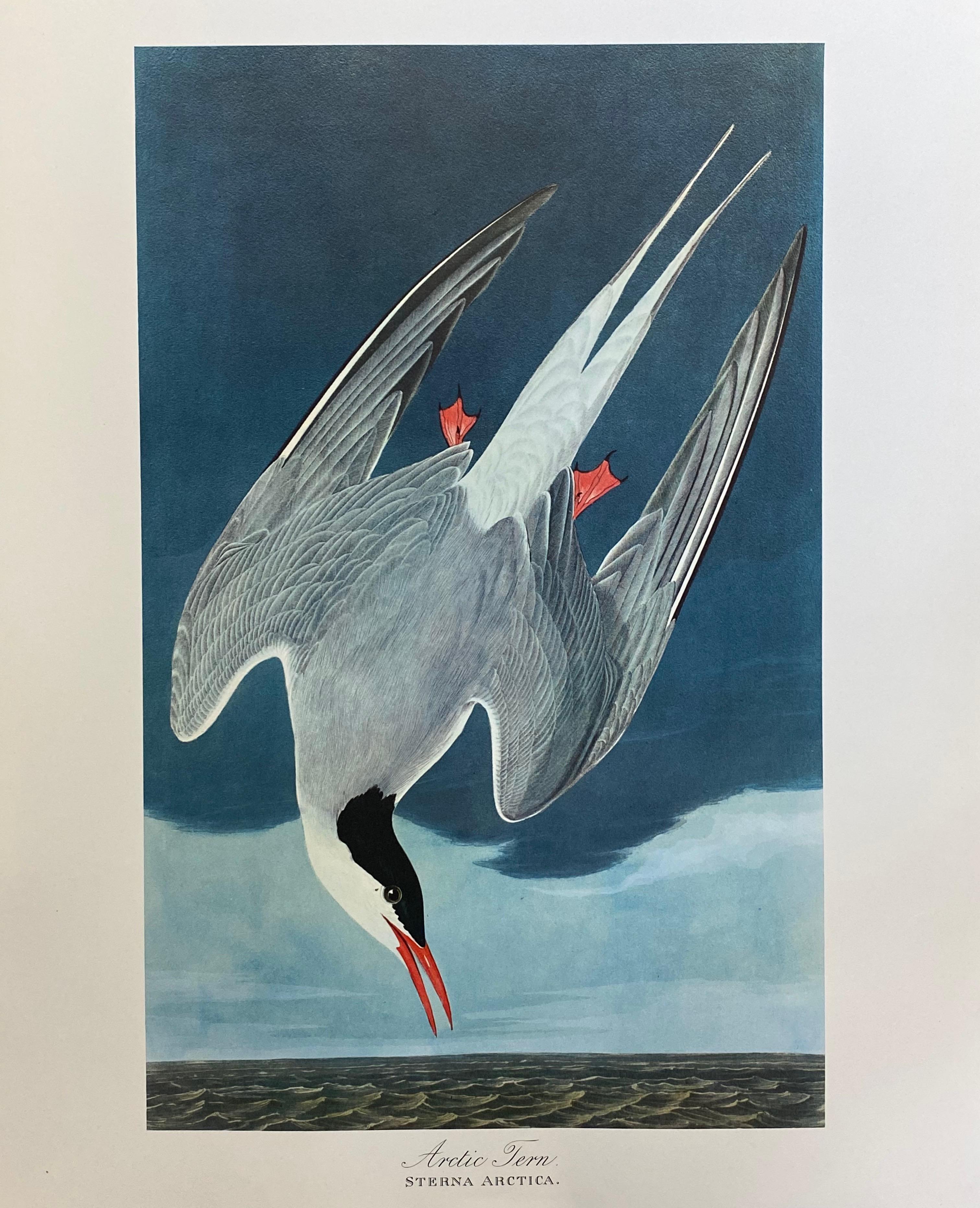 tern of the century