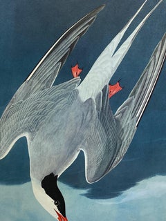 Large Classical Bird Color Print after John James Audubon - Artic Tern