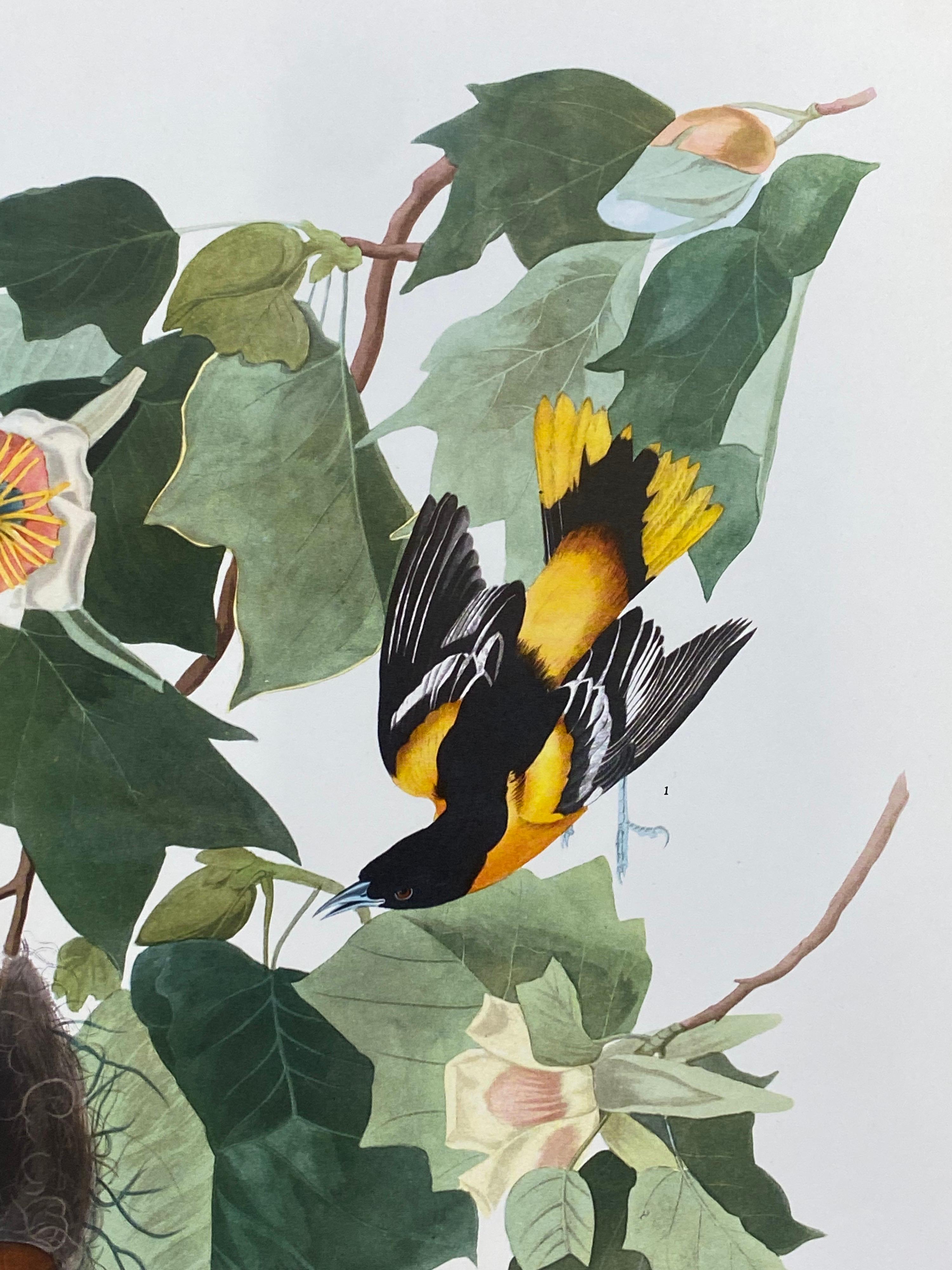 Grande impression classique en couleur d'oiseaux d'après John James Audubon - Baltimore Oriole - Gris Landscape Print par After John James Audubon