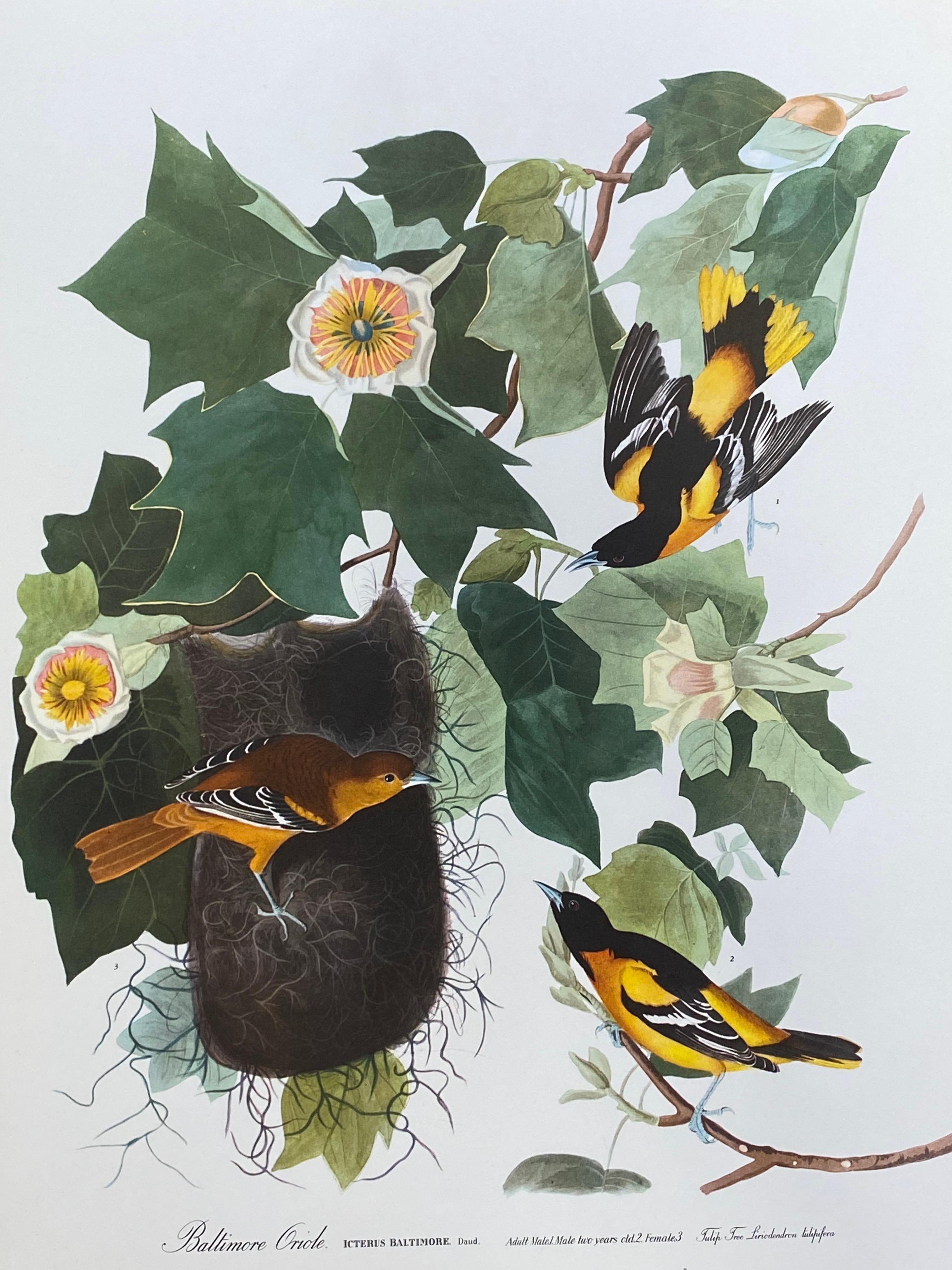 After John James Audubon Landscape Print - Large Classical Bird Color Print after John James Audubon - Baltimore Oriole