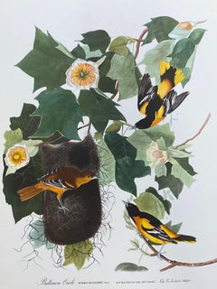 Vintage Large Classical Bird Color Print after John James Audubon - Baltimore Oriole