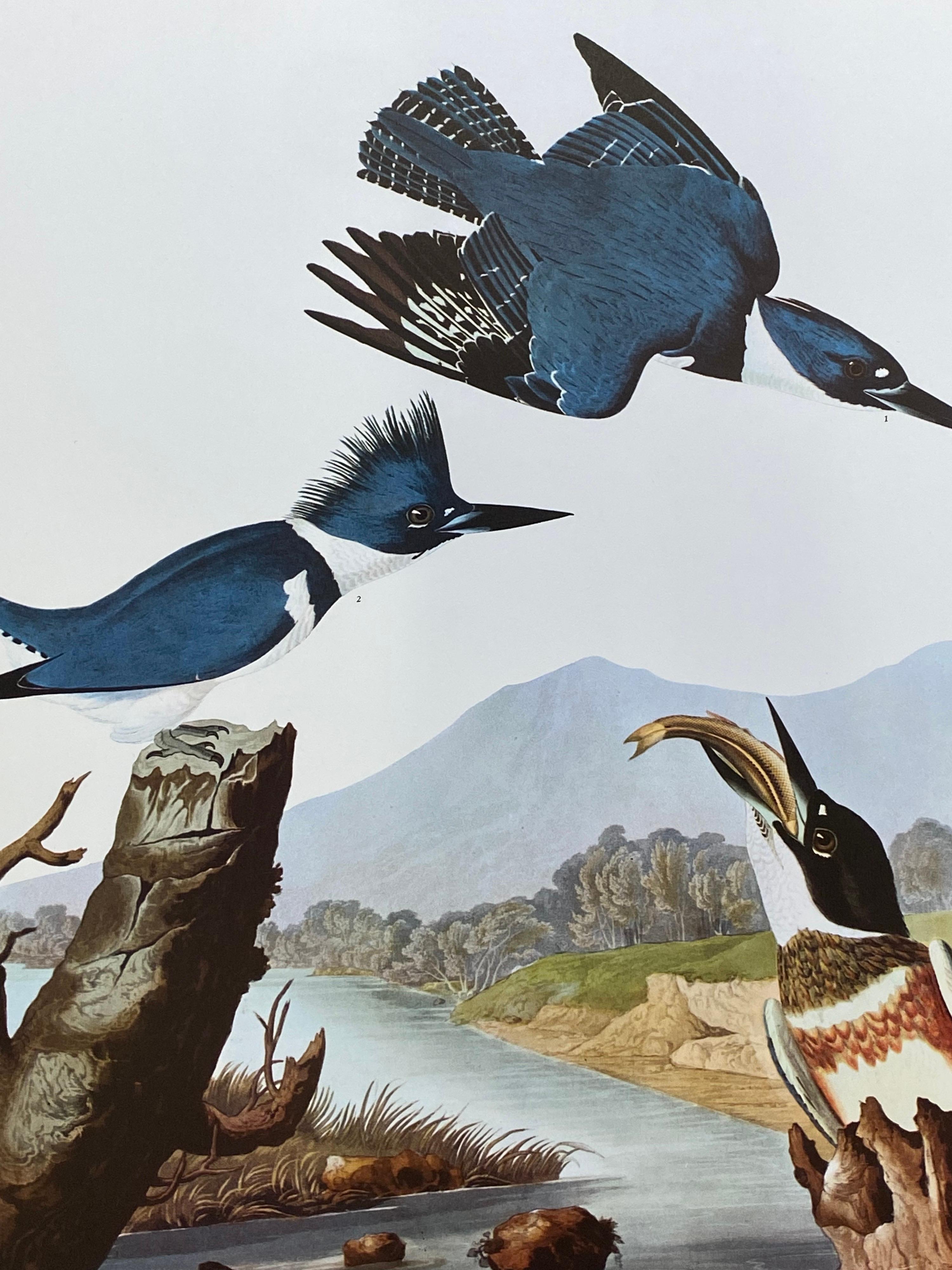 Grand imprimé classique en couleur oiseau d'après John James Audubon - Maître pêcheur à la baleine avec ceinture - Print de After John James Audubon