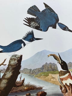 Large Classical Bird Color Print after John James Audubon - Belted Kingfisher