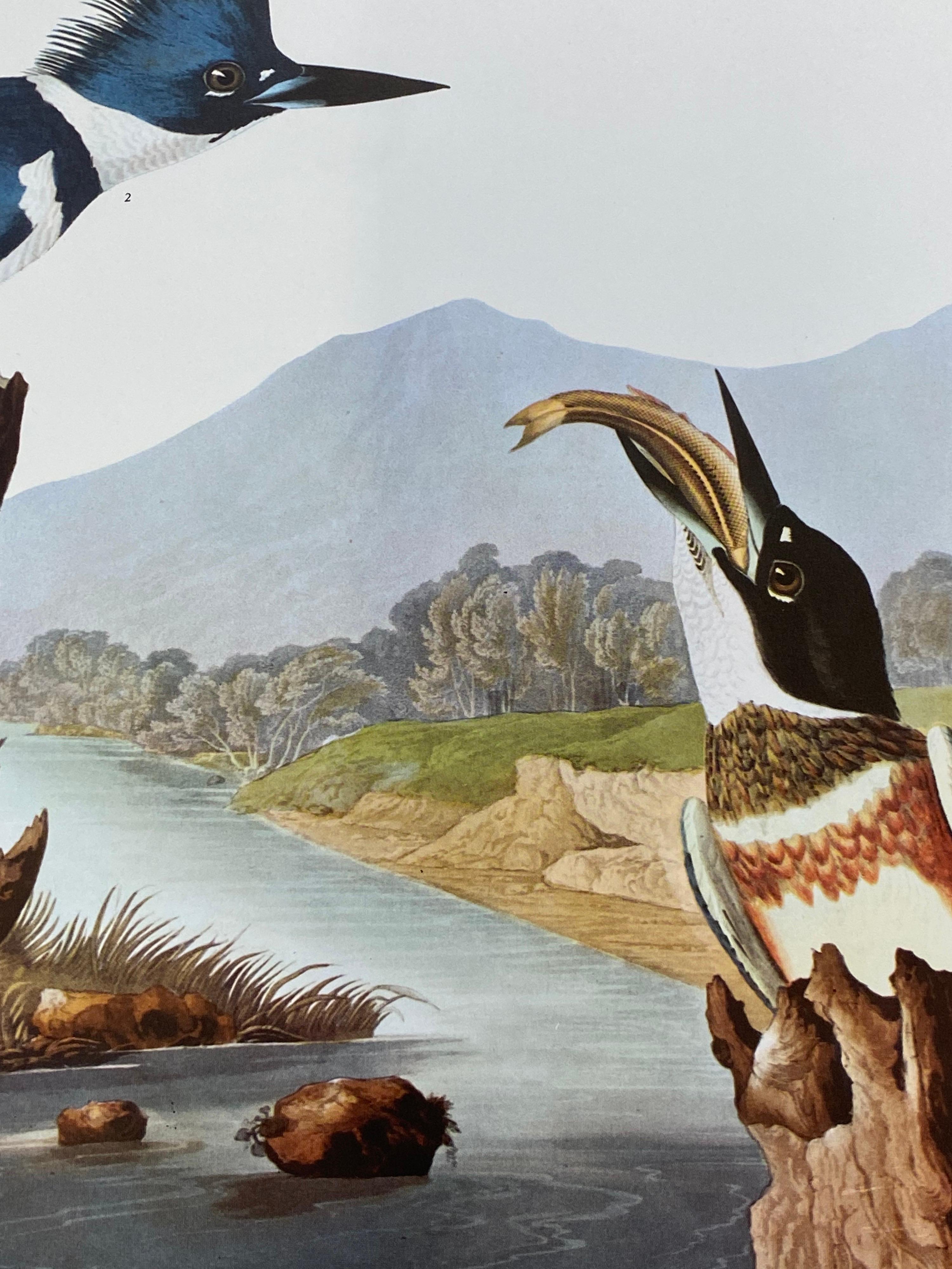 Grand imprimé classique en couleur oiseau d'après John James Audubon - Maître pêcheur à la baleine avec ceinture - Victorien Print par After John James Audubon