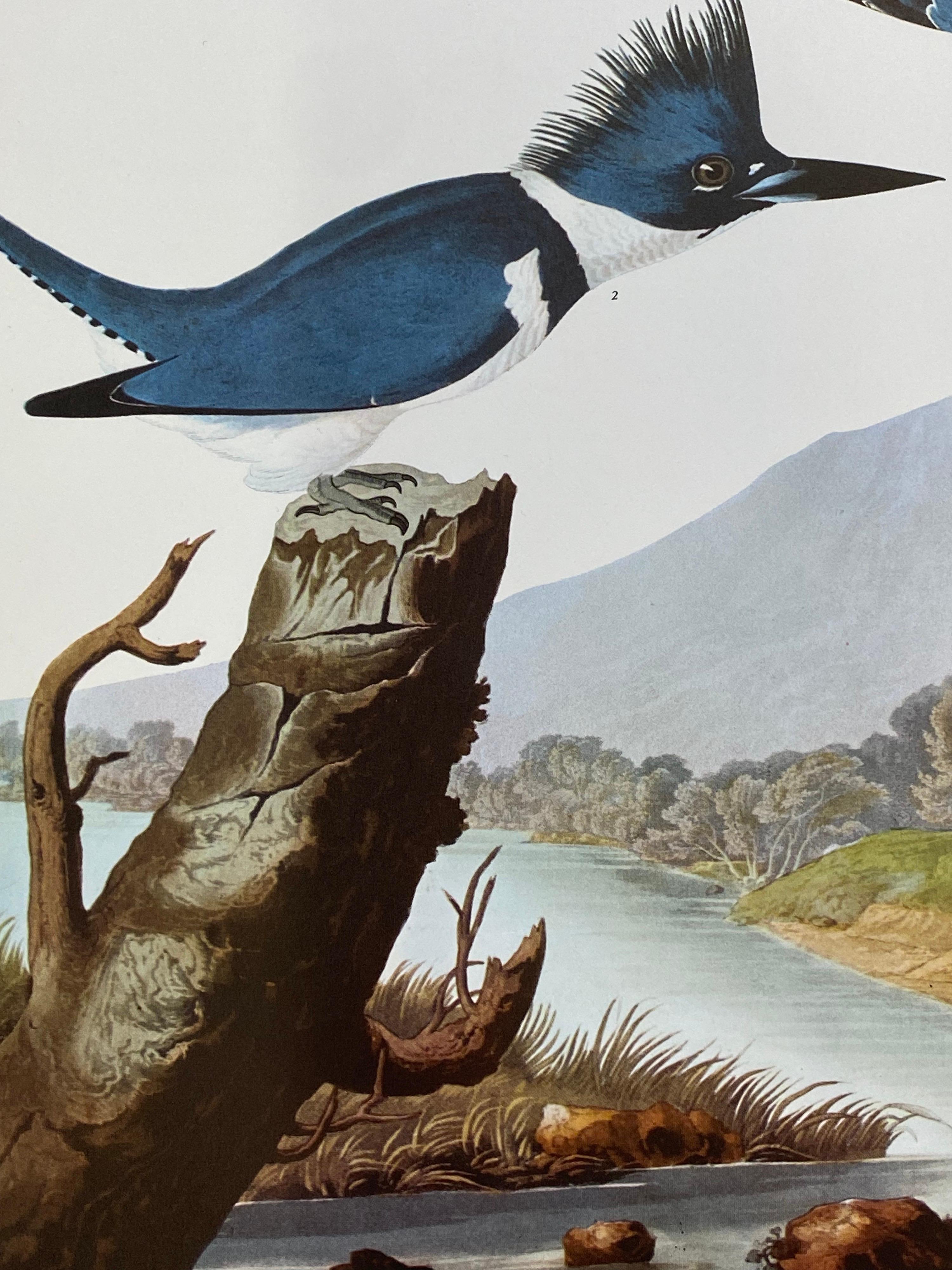Grand imprimé classique en couleur oiseau d'après John James Audubon - Maître pêcheur à la baleine avec ceinture - Gris Animal Print par After John James Audubon