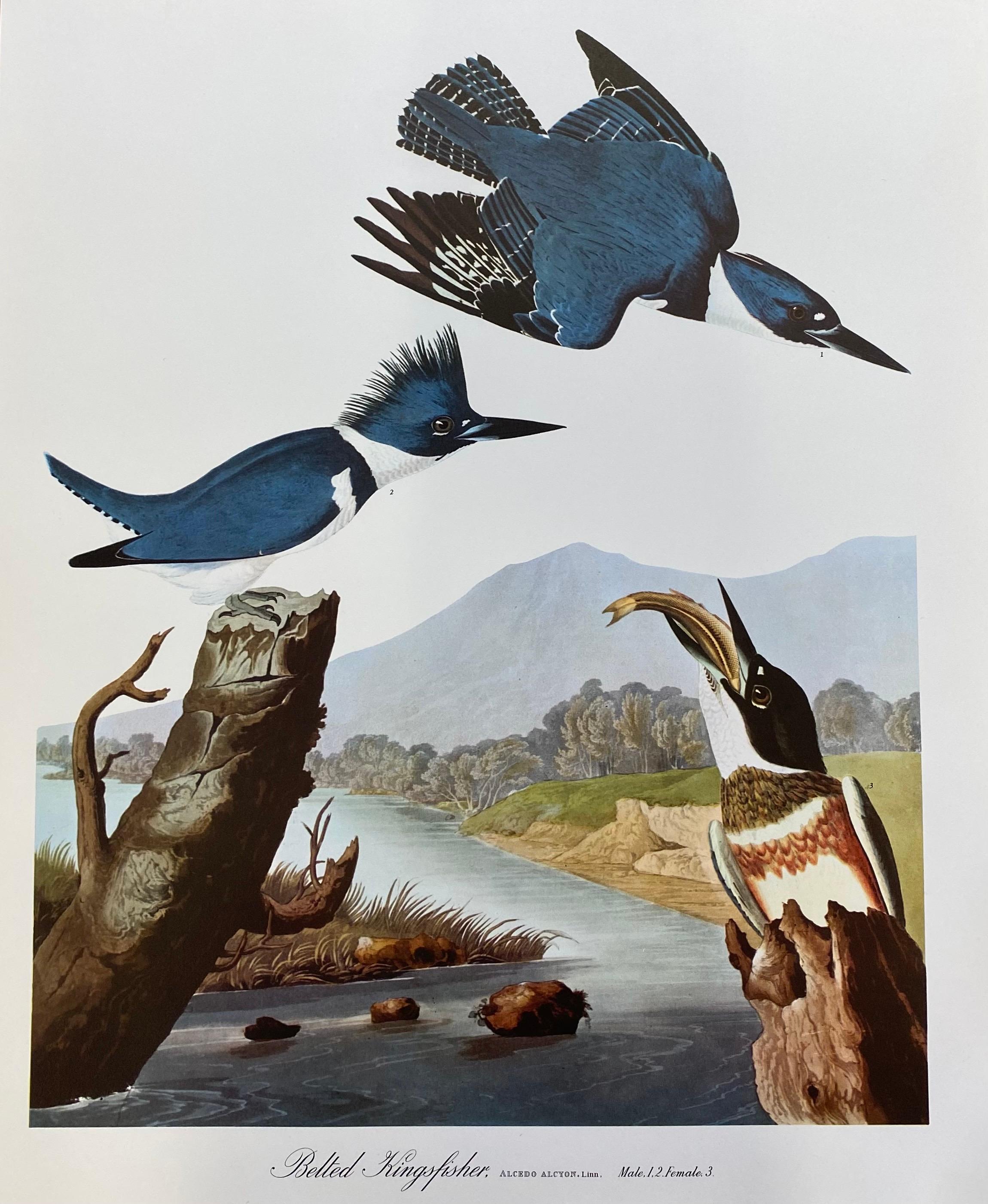 After John James Audubon Animal Print - Large Classical Bird Color Print after John James Audubon - Belted Kingfisher