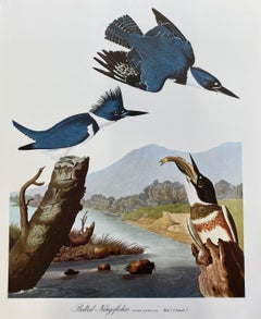 Large Classical Bird Color Print after John James Audubon - Belted Kingfisher