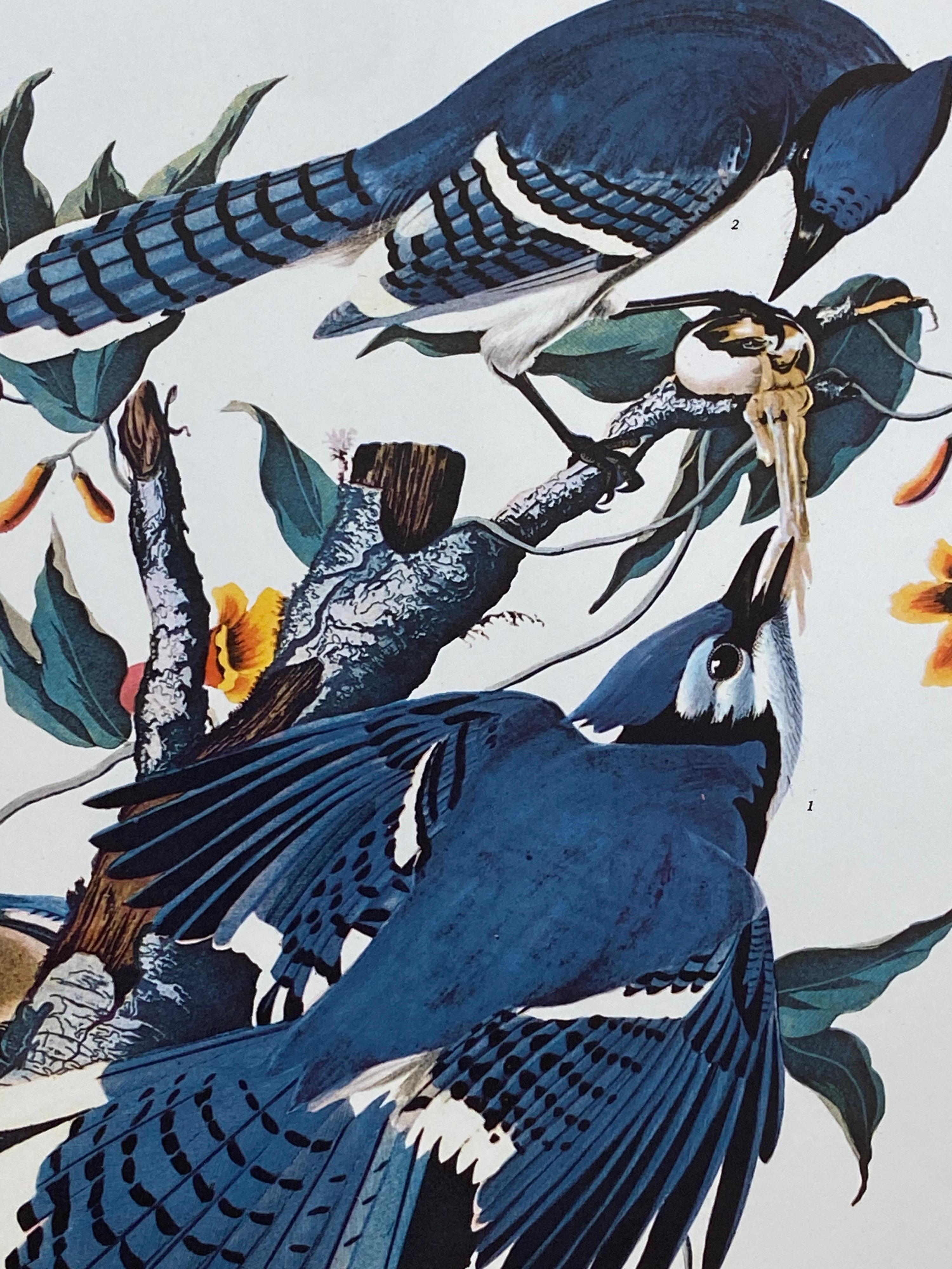 Large Classical Bird Color Print after John James Audubon - Blue Jay - Gray Animal Print by After John James Audubon