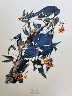 Vintage Large Classical Bird Color Print after John James Audubon - Blue Jay