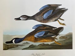 Large Classical Bird Color Print after John James Audubon - Blue Winged Teal