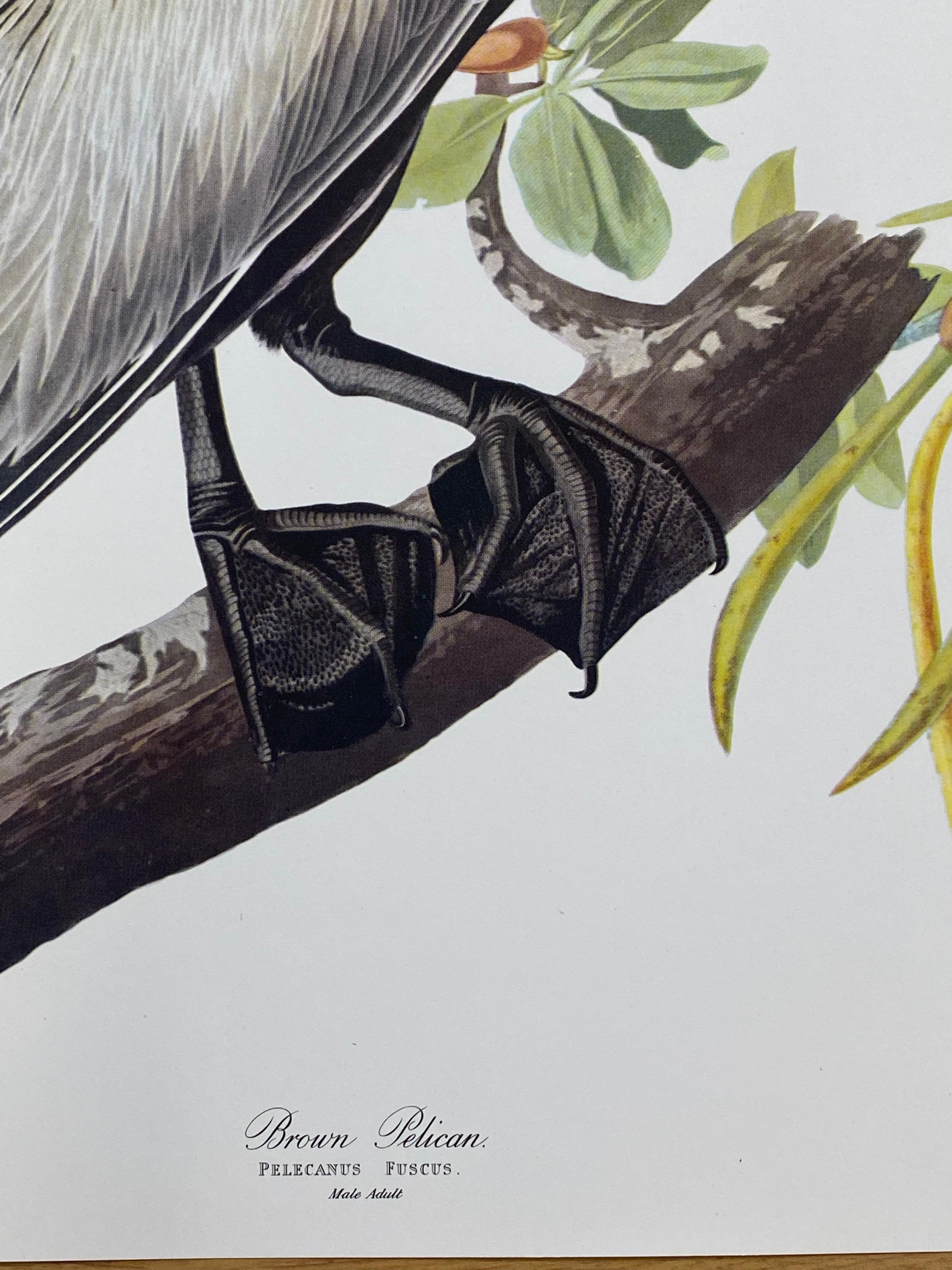 Large Classical Bird Color Print after John James Audubon - Broad Winged Hawk - Gray Landscape Print by After John James Audubon