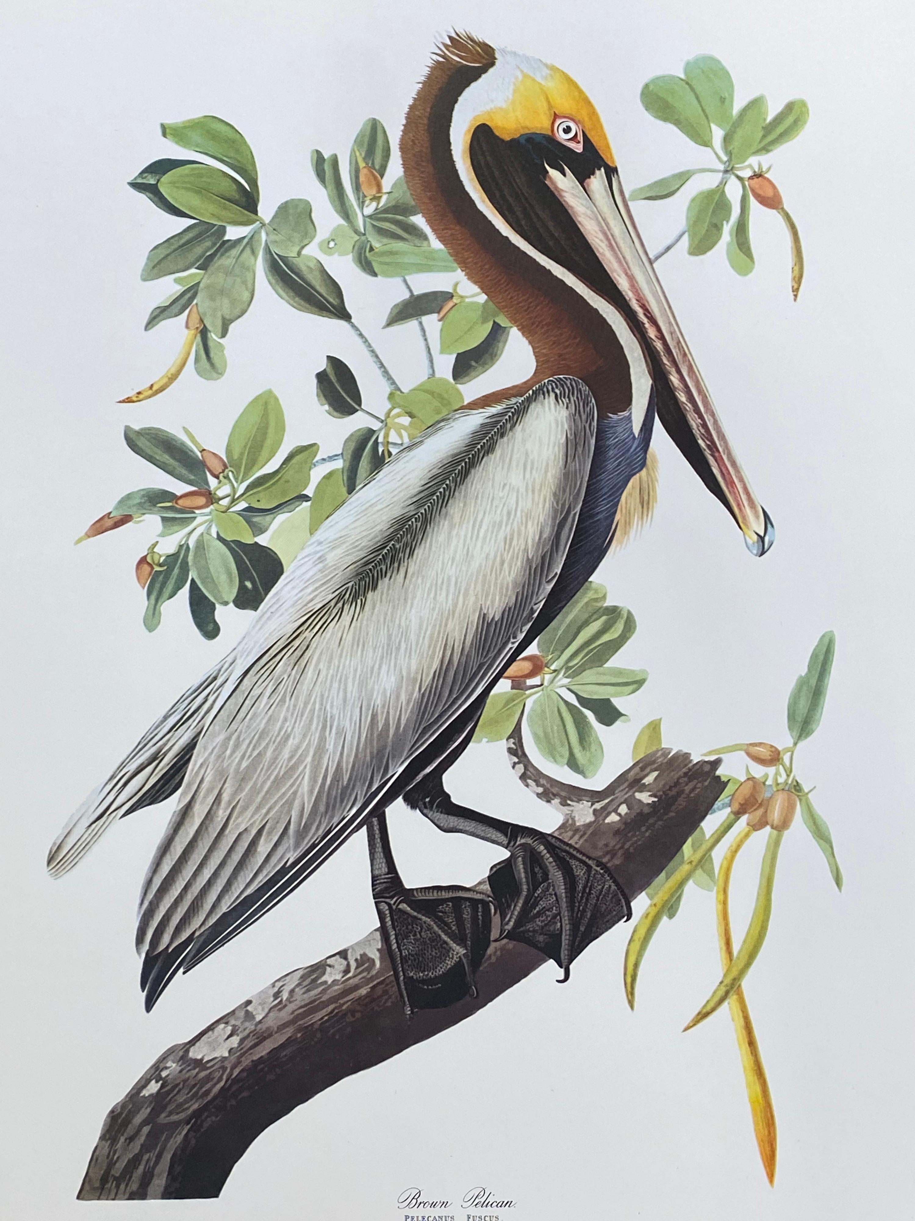 Large Classical Bird Color Print after John James Audubon - Broad Winged Hawk