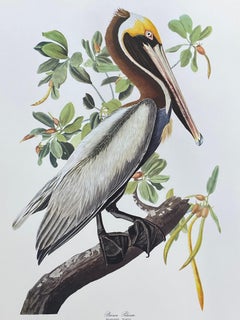 Vintage Large Classical Bird Color Print after John James Audubon - Broad Winged Hawk