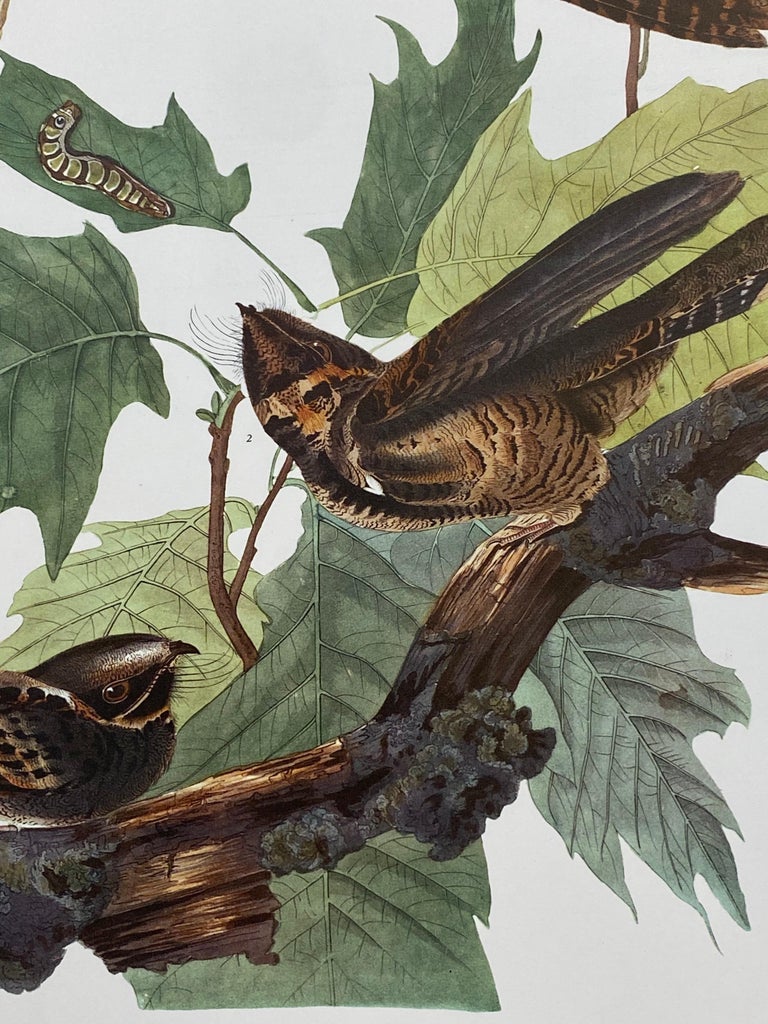 Large Classical Bird Color Print after John James Audubon - Brown ...