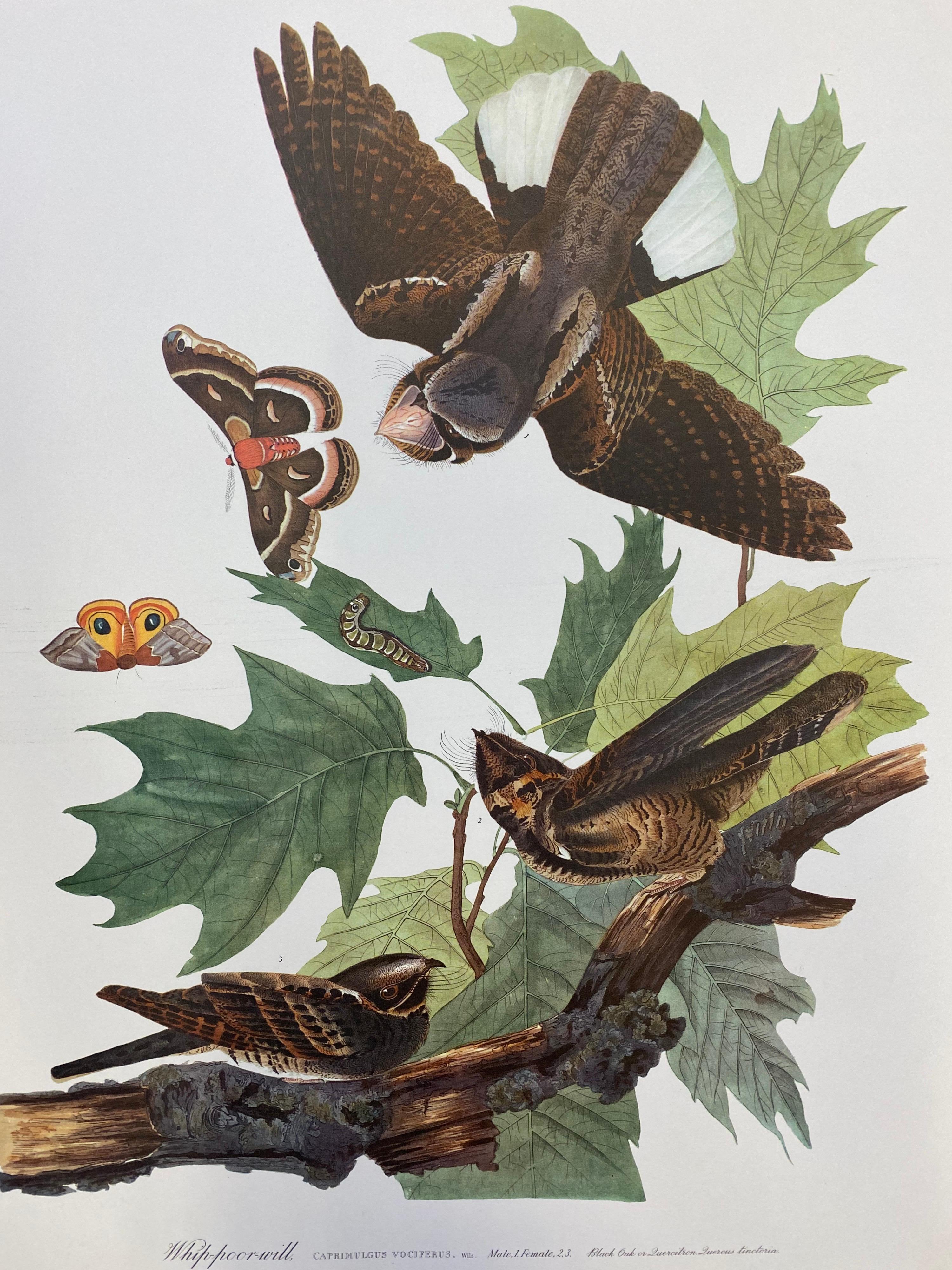 Large Classical Bird Color Print after John James Audubon - Brown Pelican