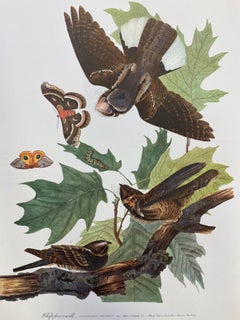 Vintage Large Classical Bird Color Print after John James Audubon - Brown Pelican