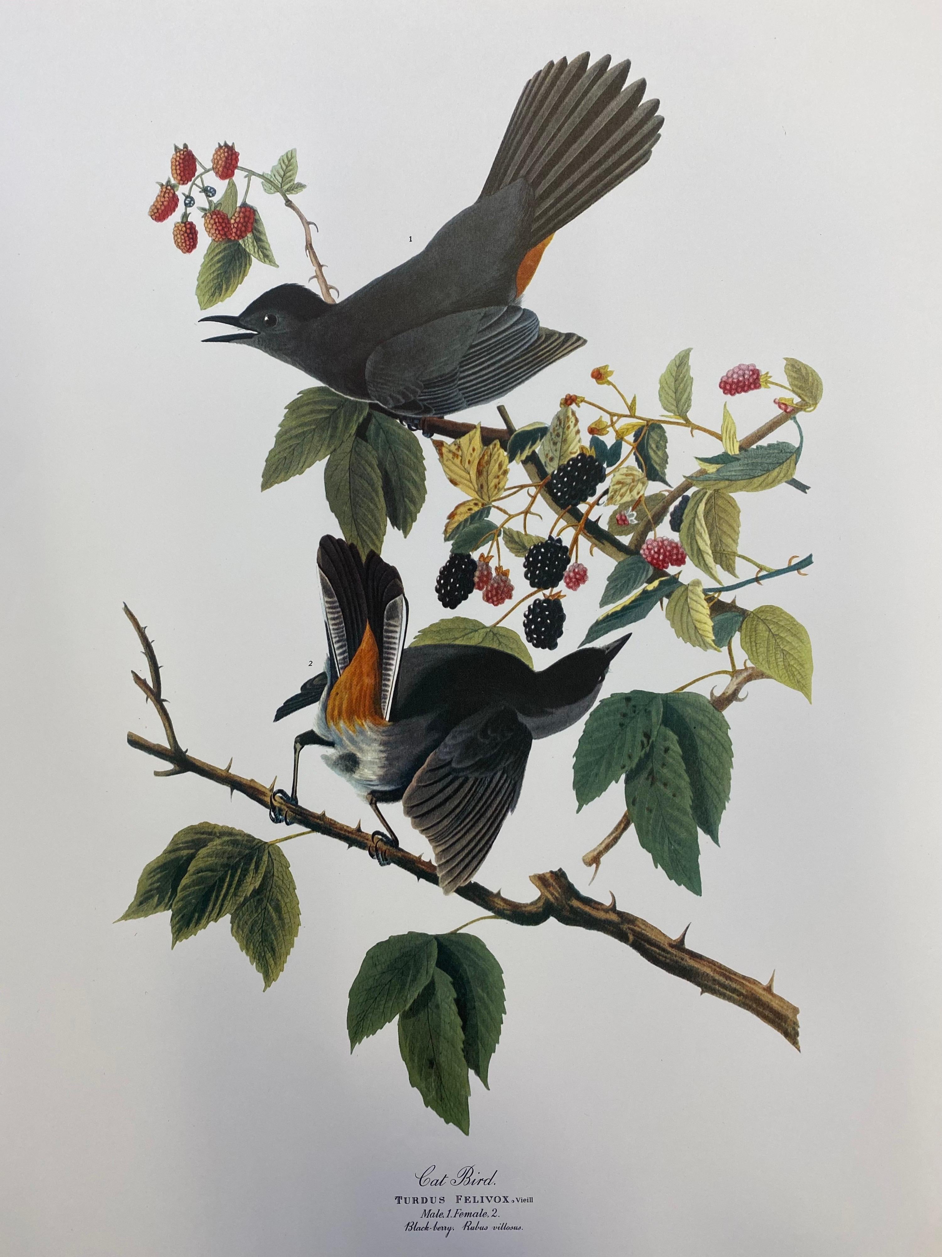 Large Classical Bird Color Print after John James Audubon Florida Jay