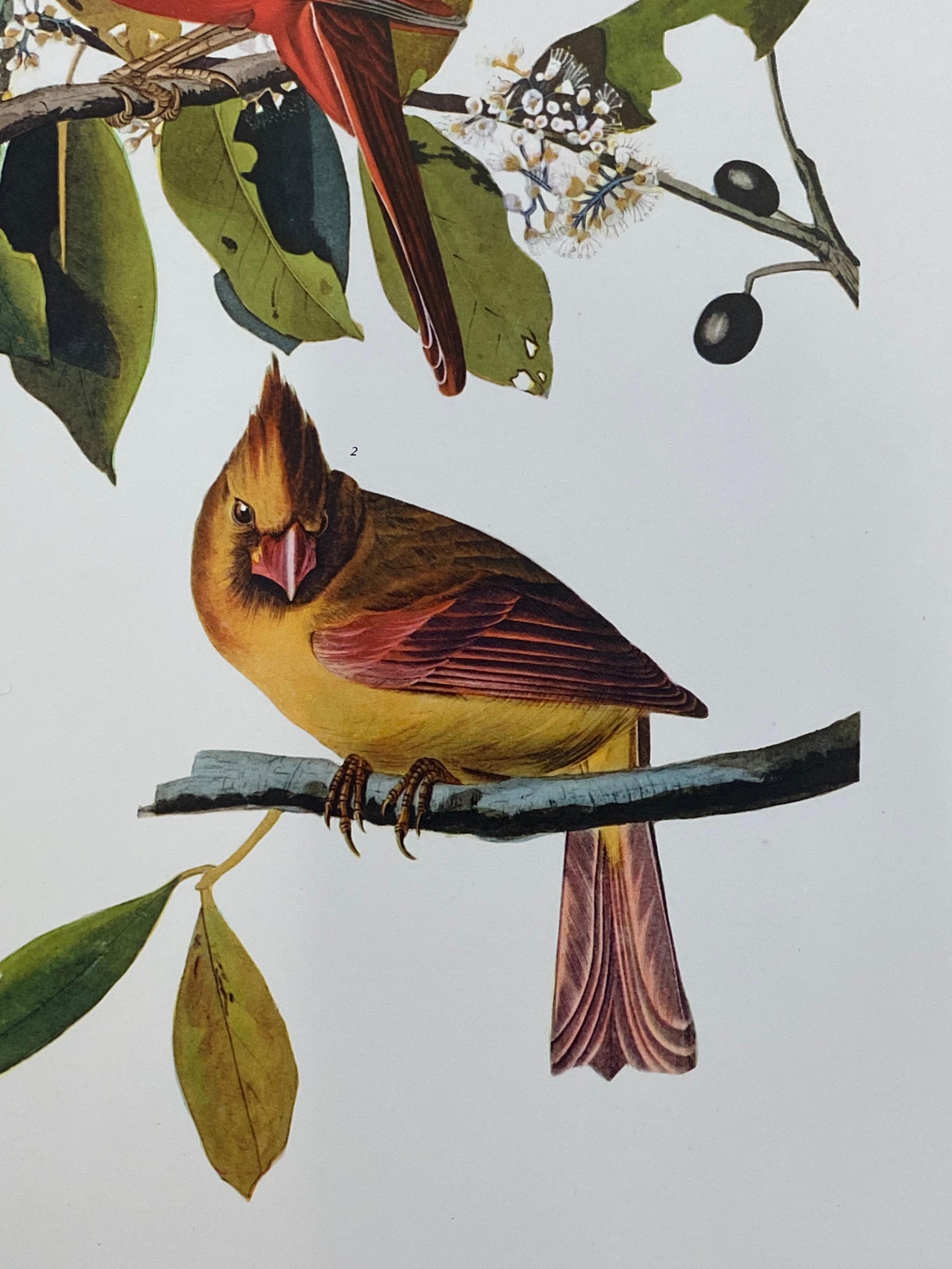 cardinal bird in arabic