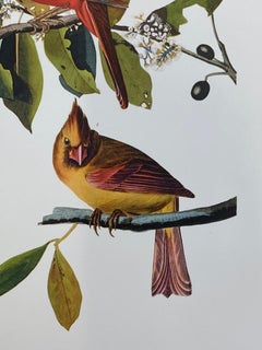 Large Classical Bird Color Print after John James Audubon - Cardinal Grosbeak