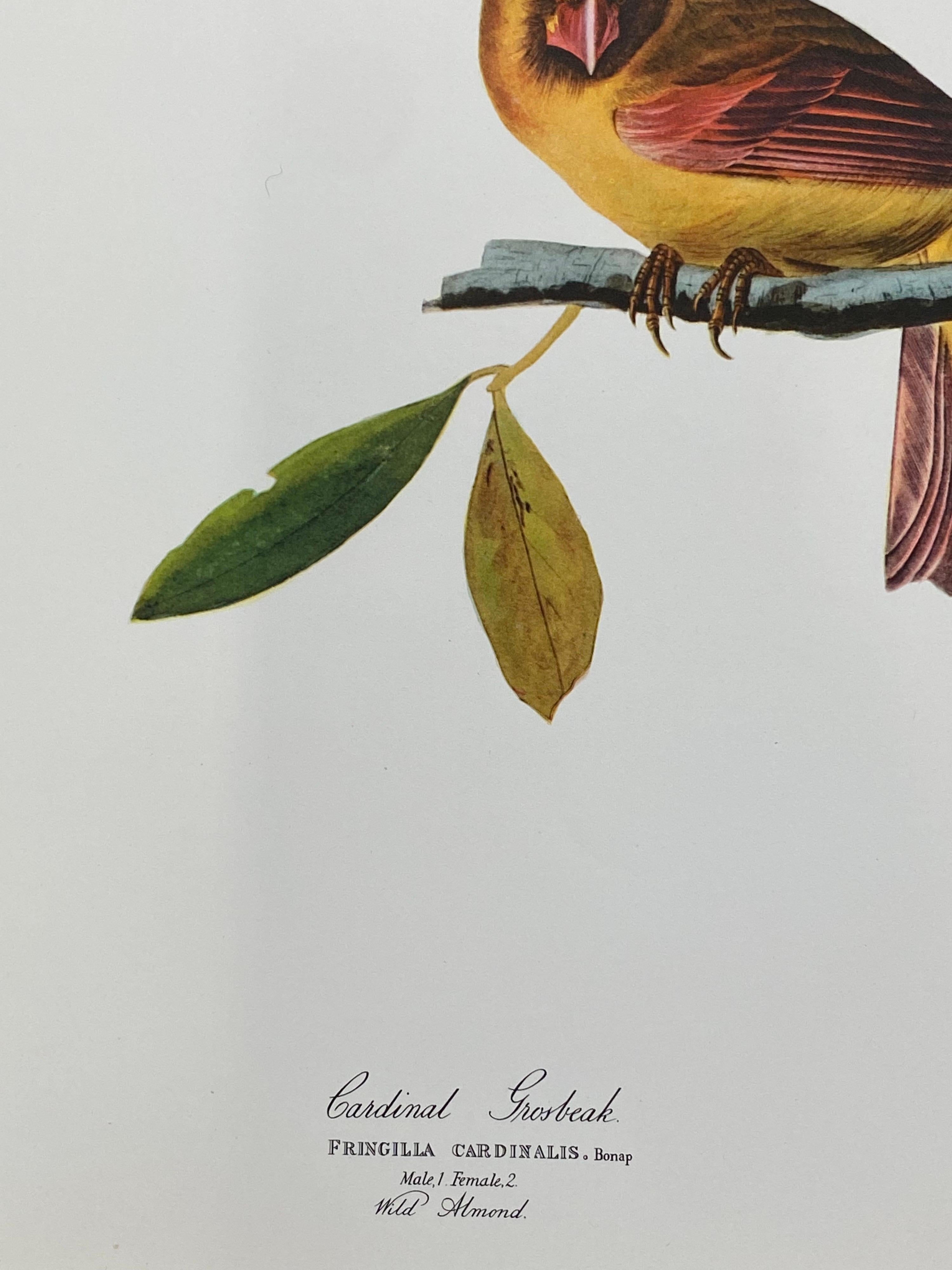 audubon cardinal print