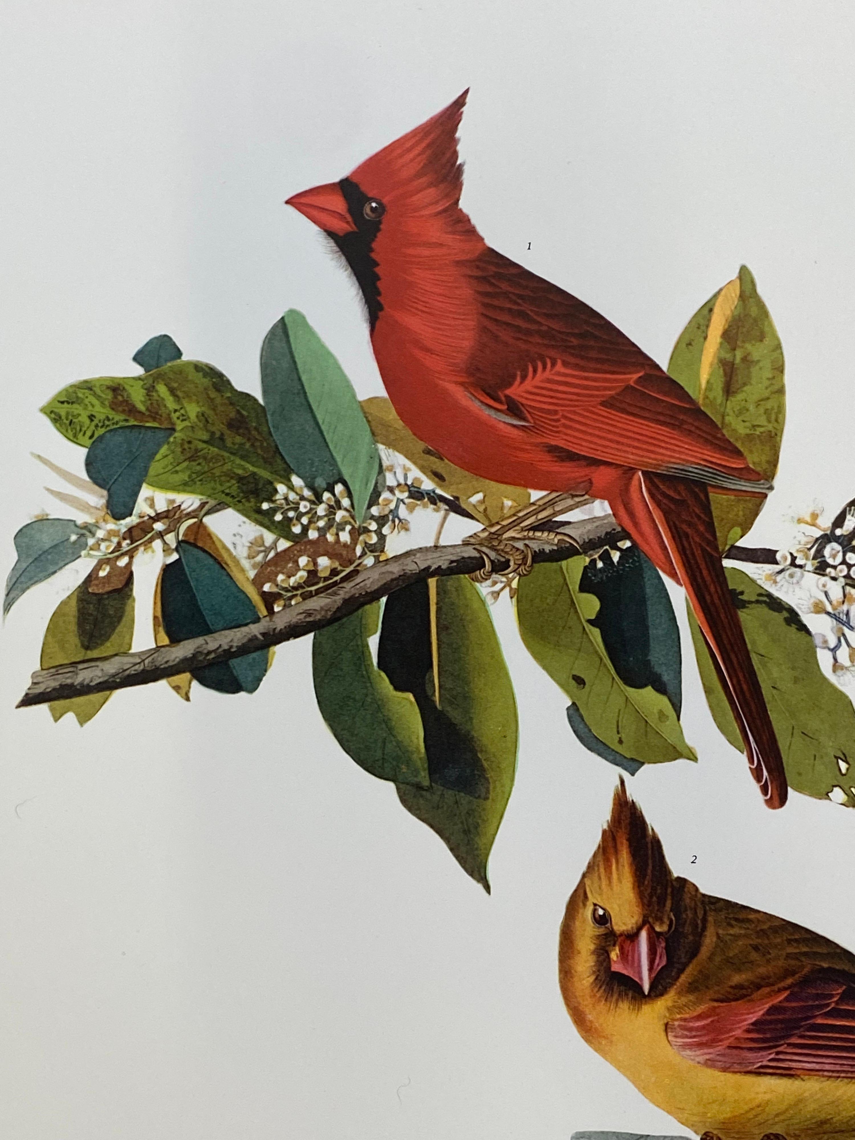 cardinal colorprint