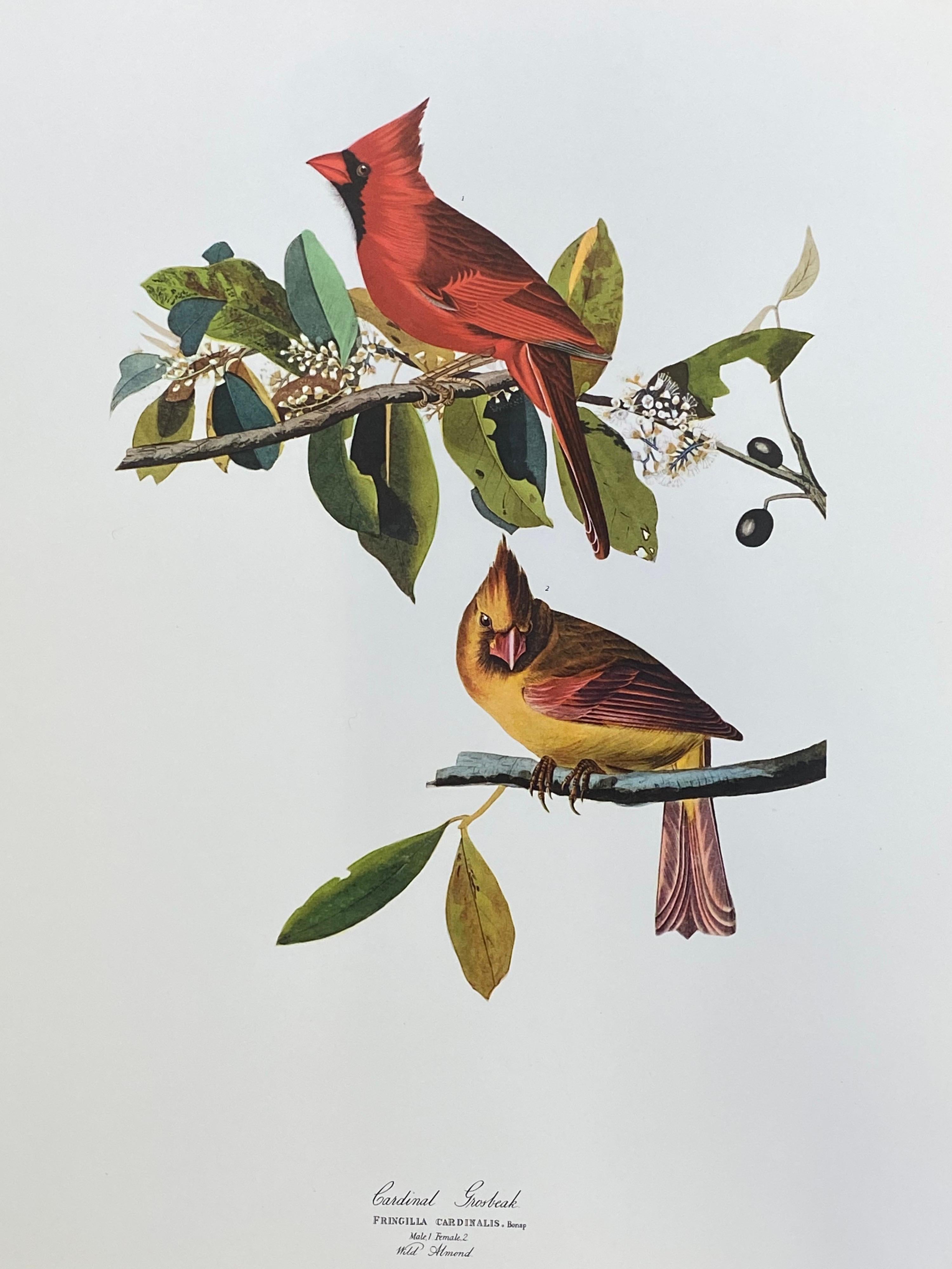 After John James Audubon Landscape Print - Large Classical Bird Color Print after John James Audubon - Cardinal Grosbeak