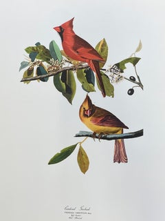 Vintage Large Classical Bird Color Print after John James Audubon - Cardinal Grosbeak