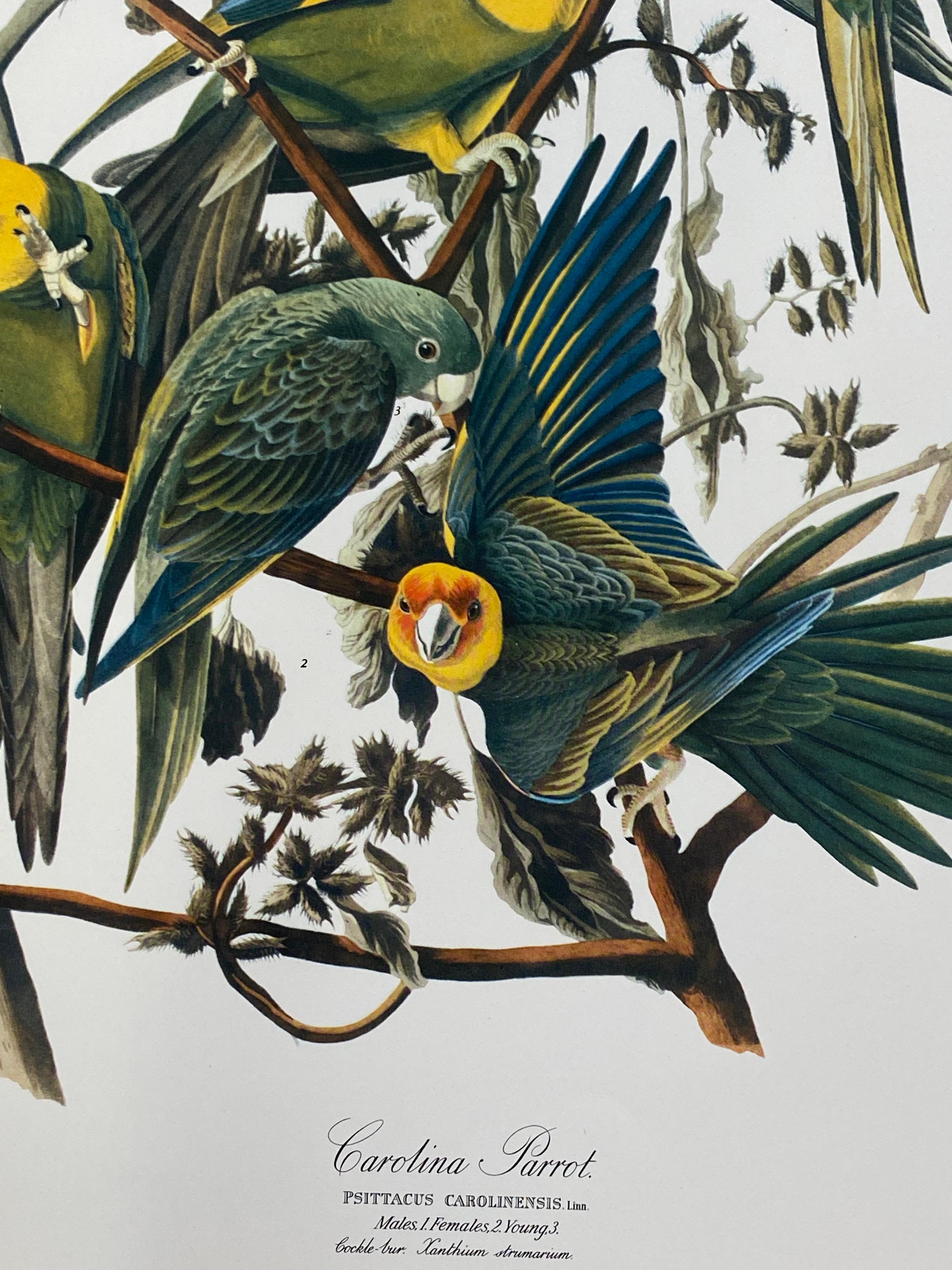 audubon carolina parakeet print