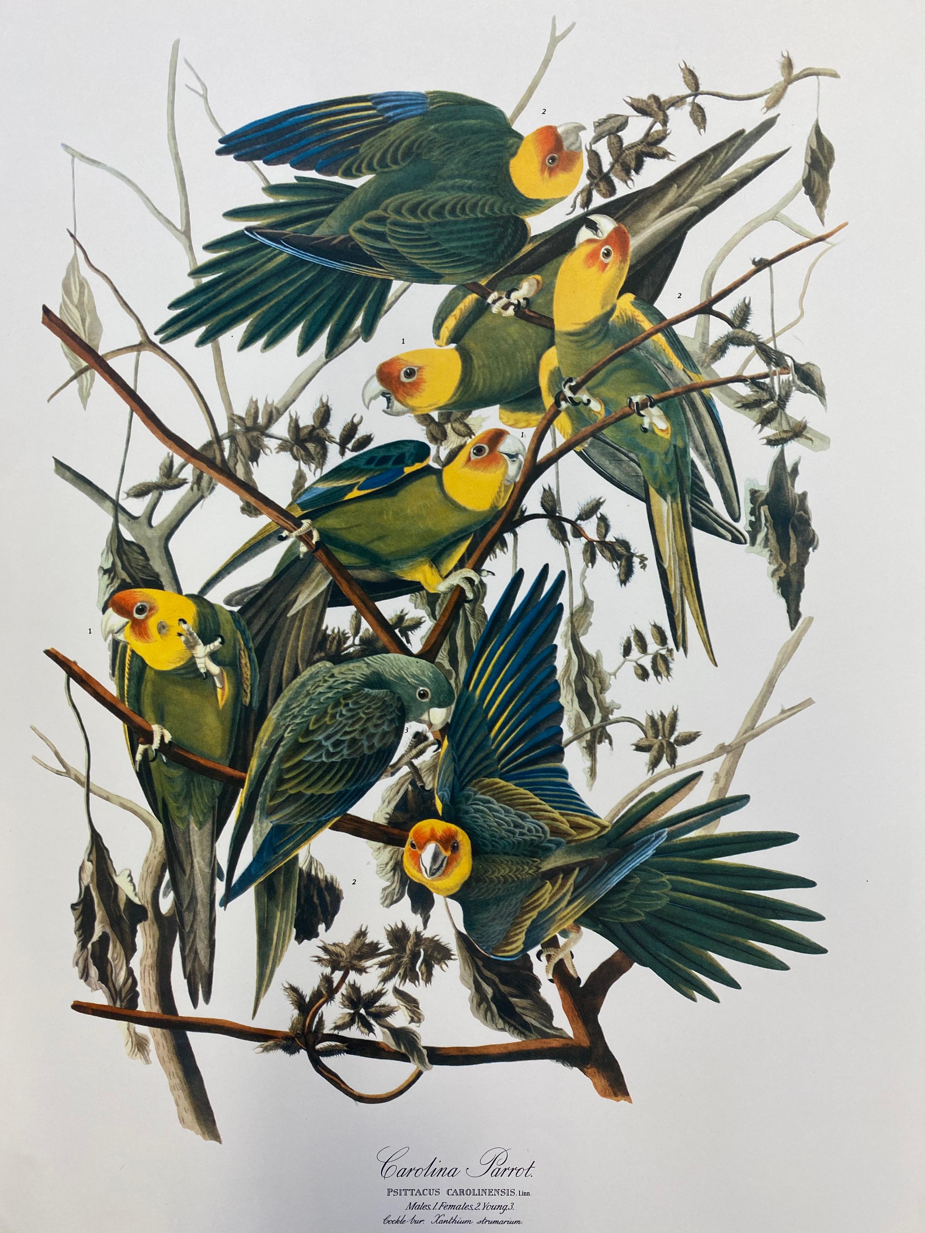 After John James Audubon Landscape Print - Large Classical Bird Color Print after John James Audubon - Carolina Parrot