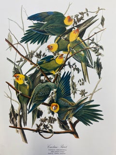 Large Classical Bird Color Print after John James Audubon - Carolina Parrot