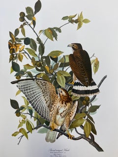 Large Classical Bird Color Print after John James Audubon - Cat Bird