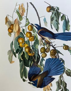 Large Classical Bird Color Print after John James Audubon - Florida Jay