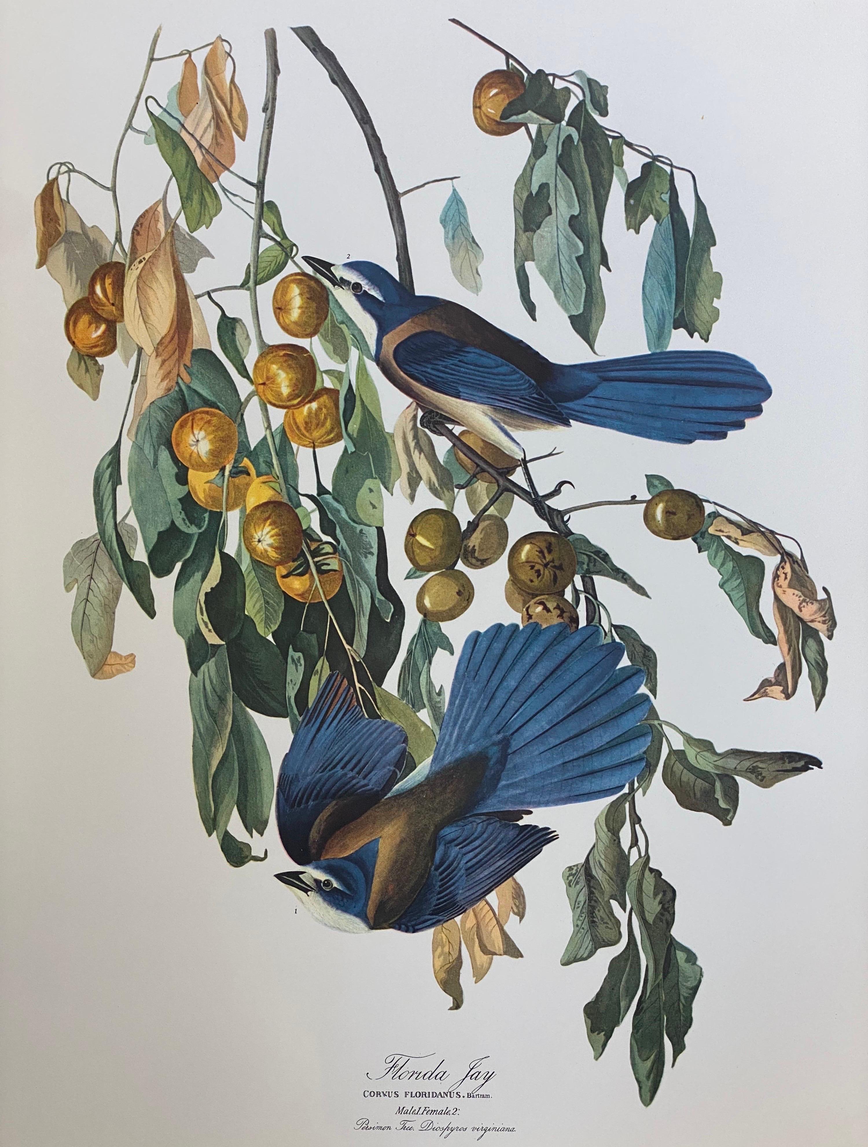 After John James Audubon Landscape Print - Large Classical Bird Color Print after John James Audubon - Florida Jay