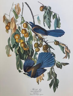 Large Classical Bird Color Print after John James Audubon - Florida Jay