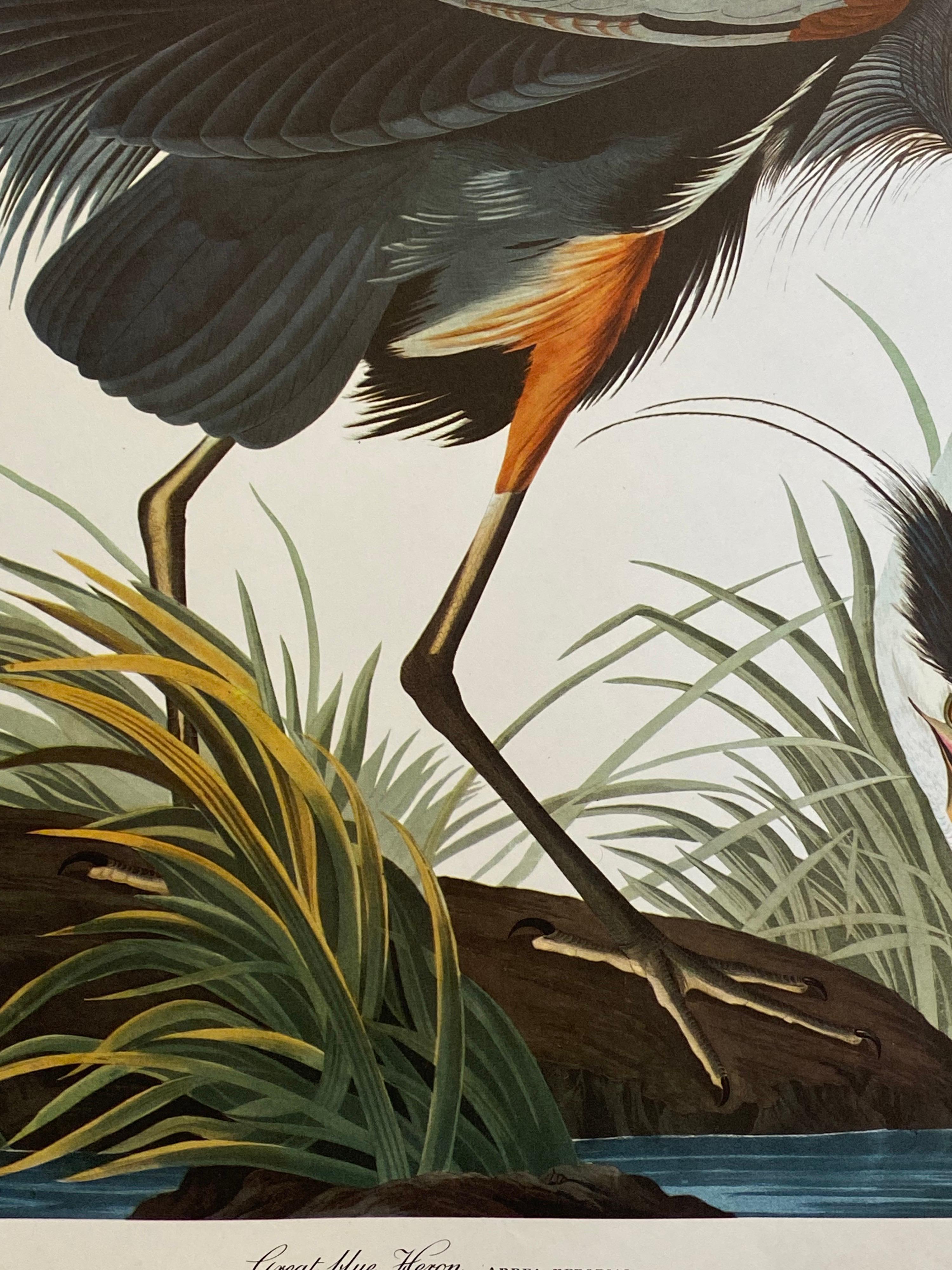 Large Classical Bird Color Print after John James Audubon - Great Blue Heron - Gray Animal Print by After John James Audubon