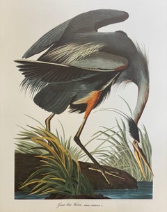 Large Classical Bird Color Print after John James Audubon - Great Blue Heron