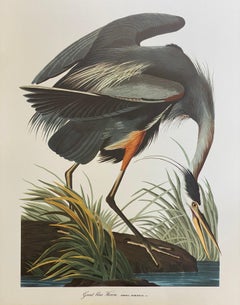 Vintage Large Classical Bird Color Print after John James Audubon - Great Blue Heron