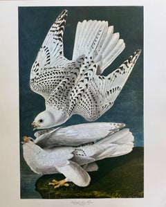 Stampa a colori di uccelli classici di grandi dimensioni dopo John James Audubon - Falco islandese o falco di Ler
