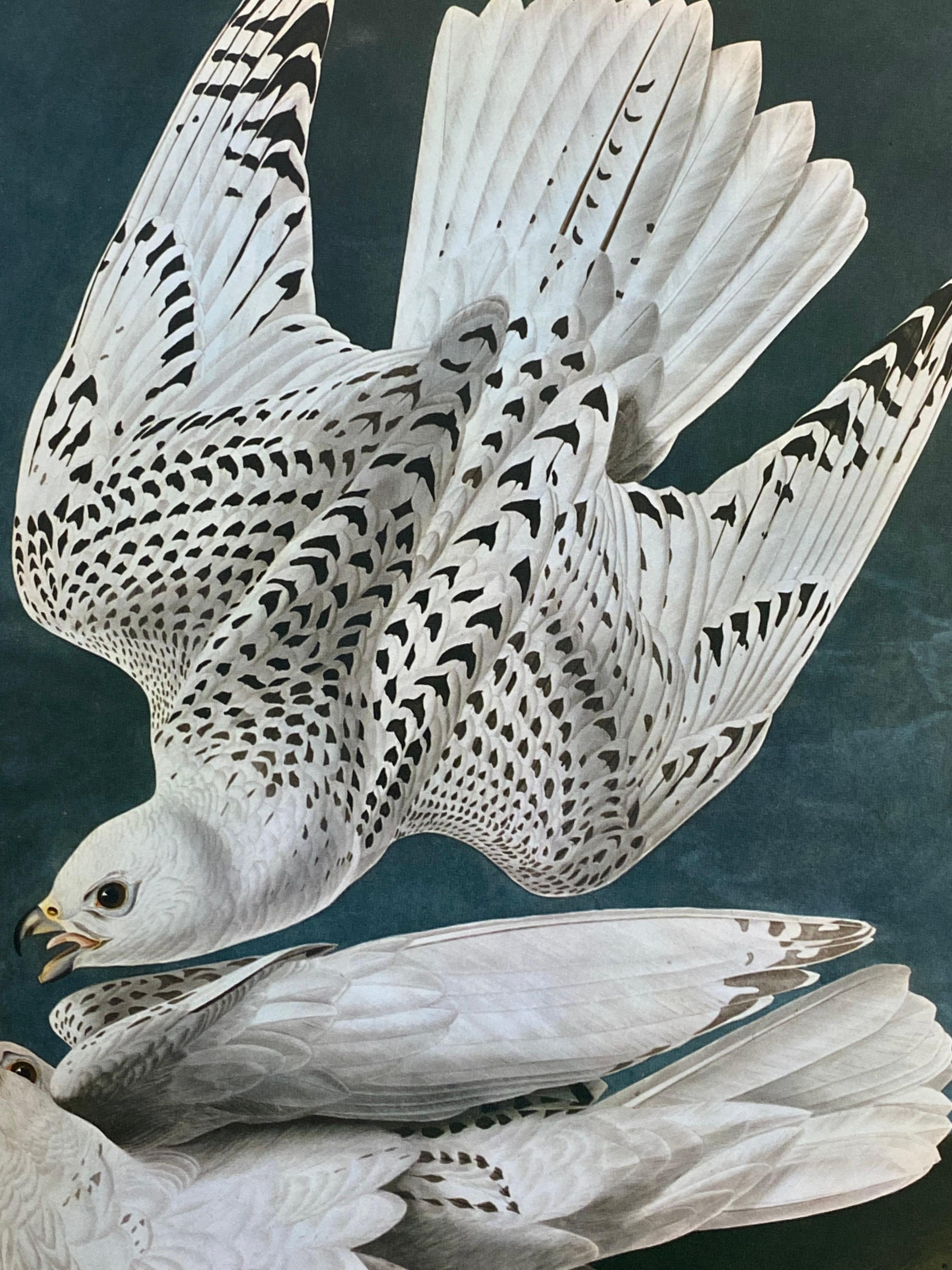 After John James Audubon Animal Print - Large Classical Bird Color Print after John James Audubon -Iceland Or Ler Falcon