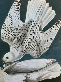 Vintage Large Classical Bird Color Print after John James Audubon -Iceland Or Ler Falcon