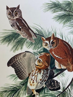 Large Classical Bird Color Print after John James Audubon - Little Screech Owls